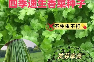 家庭香菜种植方法（轻松在家种植健康香菜，让生活更美味！）