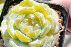 多肉植物叶插出芽的浇水技巧（以叶插多肉种植，如何正确浇水保证出芽成功）