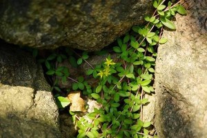 以垂盆草为主题的植物生长变化观察（探究垂盆草生长过程中细长化的原因与机制）