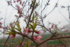 杨桃树的开花结果时间（探究杨桃树的生长习性与特点）