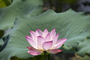 荷花的开花季节（探究荷花为何夏天开花）