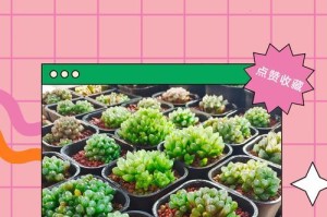 宝草玉露的养护之道（轻松养出清新宝草香）