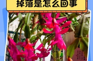 蟹爪兰根部腐烂的处理方法（有效救治方法，让蟹爪兰重获健康）