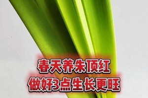 探索朱顶红的最佳养护方法（培养一片朱顶红花海，迈向繁花似锦的生活）