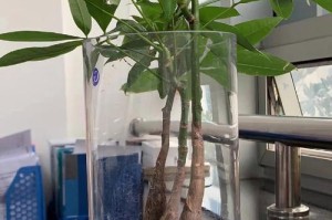 水培发财树的种植技巧（如何正确吊养发财树水培？）