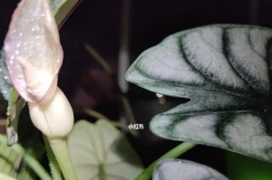 海芋开花时间详解（一年四季的海芋开花时间表）