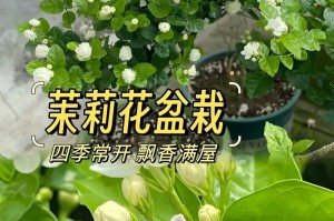 茉莉花的种养技巧（打造美丽芬芳的茉莉花园）