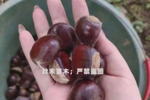 如何正确养护栗豆树，让其健康成长（栗豆树养护技巧大揭秘，一起打造绿意盎然的家园）
