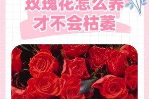 如何将送的玫瑰放入土壤中养活（培育玫瑰花的秘诀和技巧）