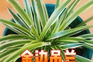 《金边吊兰水养养护指南》（金边吊兰的特点及养护技巧，助你打造室内绿意盎然的环境）