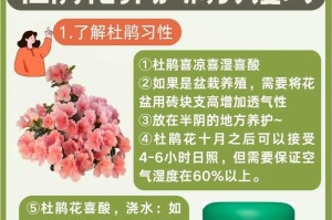 大杜鹃鸟饲养指南（了解大杜鹃鸟的养殖要点，打造温馨的宠物环境）