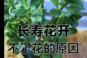 长寿花叶子往里卷的原因及解决方法（探究长寿花叶子往里卷的根本原因以及应对之道）