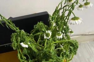植物缺水怎么办？（科学有效的植物补水方法）