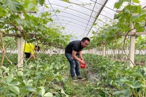 草莓套种的益处与技巧（助你轻松打造高产草莓田）