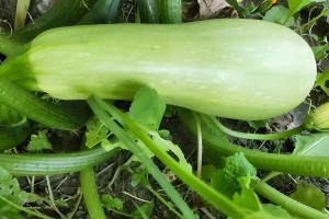 角瓜花的营养和健康功效（角瓜花，不仅好看还可以吃！）