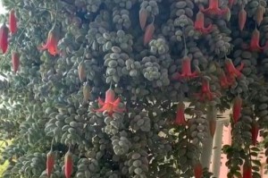 养护达摩福娘，打造健康饲养环境（关注植物需求，掌握养护技巧）