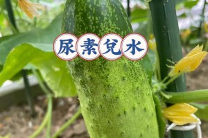 尿素的作用与使用方法（让你的蔬菜茁壮成长）