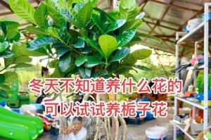 从根源出发，揭秘提根的种植之道（以提根是如何通过创新种植技术催生出来的）