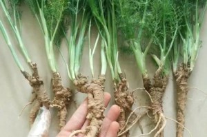 阳台上种植茴香的技巧与经验（掌握关键诀窍，打造自家阳台的小菜园）