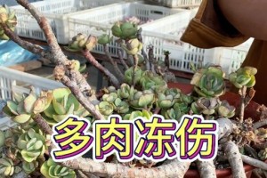 红宝石多肉冻了怎么办？（教你拯救冻伤的红宝石多肉植物）