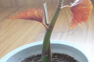 如何正确地为玻璃海棠花换盆（玻璃海棠花换盆的步骤和注意事项）