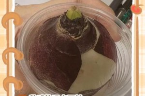 风信子开花后的养护方法（让你的风信子持久盛开）