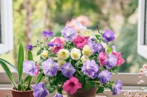 如何成功种植矮牵牛（栽种时间、方法及注意事项）