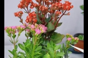 如何分辨长寿花的年龄？（掌握关键指标，轻松判断花木成长经历）