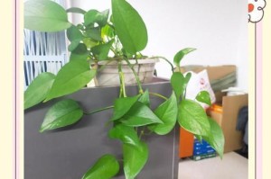 绿箩下叶子变黄，该如何解决？（绿箩叶子黄化原因及有效的护理方法）