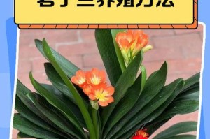 如何正确为君子兰换盆（掌握正确方法，让君子兰更健康）
