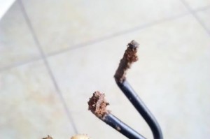 红豆杉为什么会上出油？（探索红豆杉油脂分泌机制及其应用前景）
