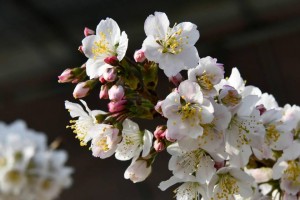 樱桃养殖技巧大揭秘（一步步教你打造丰收的樱桃园）