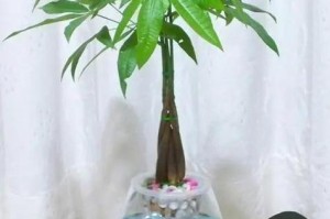 水培绿萝养殖技巧分享（打造茂盛的水培绿萝，从这些关键步骤开始！）