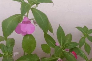 夏天如何种植凤仙花花籽（掌握关键技巧，让凤仙花盛夏绽放）
