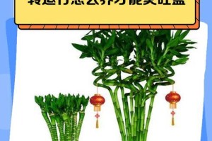 竹子叶子的生长过程及转运技巧（探究竹子叶子的生长规律与有效转运技巧）