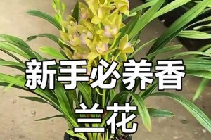 如何养护春兰开出美丽花朵