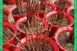 牡丹盆栽的养殖方法与注意事项（打造美丽家居，从养护牡丹盆栽开始）