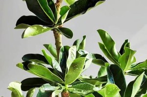 以玫瑰花的叶子为主题的种植指南（了解如何种植和养护玫瑰花叶子，打造美丽花园的关键）