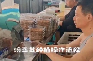豌豆的种植与养护技巧（掌握豌豆种植的最佳时间与方法，丰收无忧）