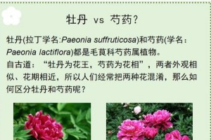 牡丹之美（品味花海，感受花开）