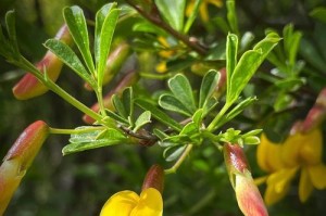 金雀儿的种植与养护技巧（掌握金雀儿的种植要点，打造美丽花园）