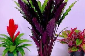 植物紫背竹芋的正确浇水方法（怎样给紫背竹芋浇水才最合适）
