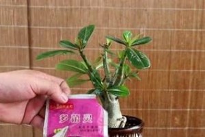如何科学浇水以延长沙漠玫瑰花期（沙漠玫瑰花期的关键）