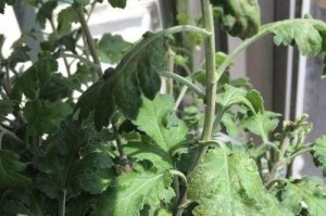 菊花叶子蔫了怎么办？（急救措施和预防方法分享）