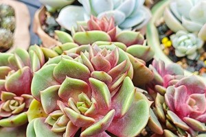 大卫多肉养殖技巧（掌握关键要点，让你的多肉植物茁壮成长）