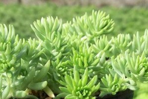 佛甲草耐寒温度研究（从理论到实践，揭秘佛甲草的耐寒能力）