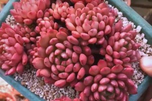 红宝石多肉分盆养（一步步教你如何分盆养红宝石多肉，让你的花园充满鲜艳多样的色彩）