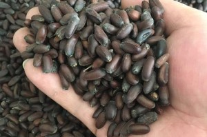 如何选择最佳的腊梅种子播种时间？（掌握腊梅种子播种的最佳时期，让您的花园充满香气和美丽。）