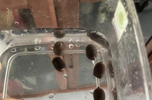 如何破壳种植以碗莲（简单易行的种植技巧与注意事项）
