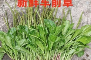 车前草和车前子的区别（掌握车前草和车前子的差异）